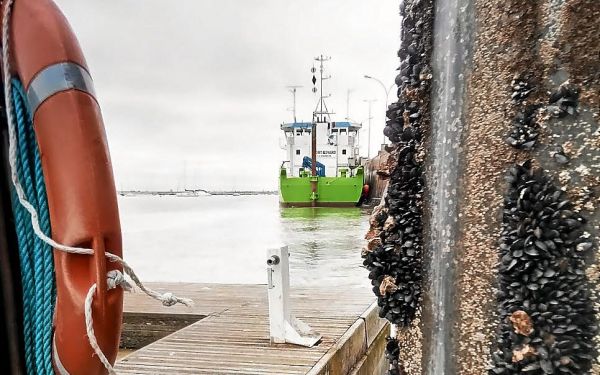 Des ports bretons foyers d'un cancer contagieux chez les moules