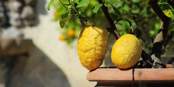 Quand et comment rempoter un citronnier ? Nos conseils