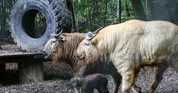 Animaux. Une « takine » dorée, des jumeaux tamarins et un propithèque couronné sont nés au zoo de Mulhouse