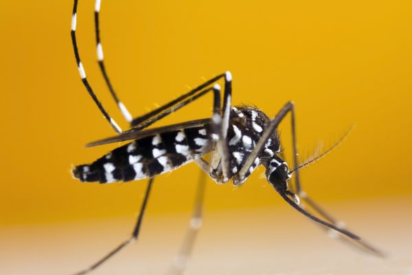 Moustique tigre : le nombre de cas de dengue importés en métropole bat un record