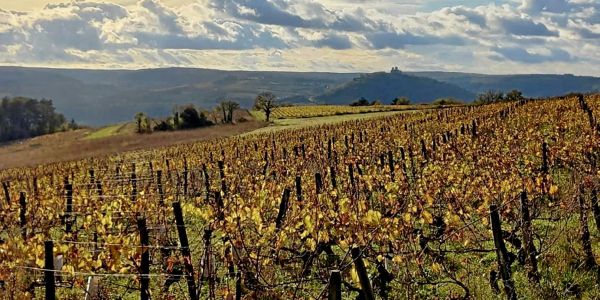 À Vézelay, le renouveau de vins blancs inspirés