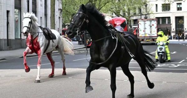 À Londres, la "course folle” de cinq chevaux effrayés sème un "chaos absolu”