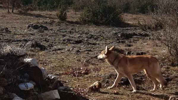 Aveyron : la préfecture autorise l'abatage des chiens errants
