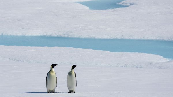 Les poussins de manchots empereurs victimes de la fonte record de la banquise de l'Antarctique, pour la deuxième année consécutive