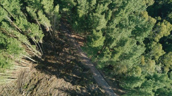 Un large réseau de « routes fantômes » détruit des forêts à la biodiversité exceptionnelle