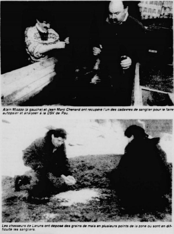 Avril 1994 : une harde de sangliers vaincue par le froid en vallée d'Ossau