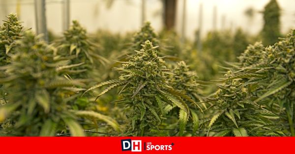 4 000 euros pour un jardinier branché cannabis à Monceau-sur-Sambre: il n'a reçu que 500 € et la visite de la police