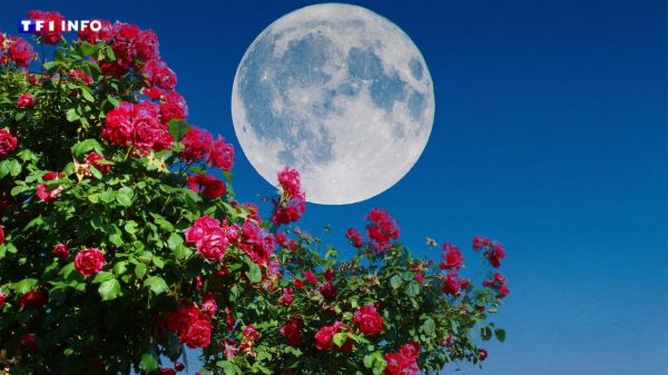 Jardinage : le grand principe à appliquer pour planter en fonction de la Lune | TF1 INFO