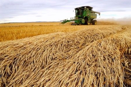 Le blé CBOT affiche sa plus forte hausse hebdomadaire depuis le début de la guerre en Ukraine en raison des conditions météorologiques