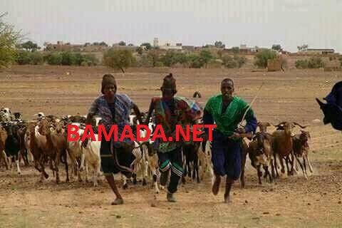 Don de chèvres aux déplacés d'Ansongo