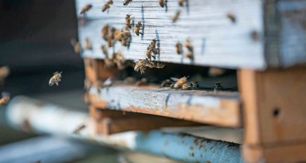 Luxembourg : en ville aussi, les abeilles sont importantes