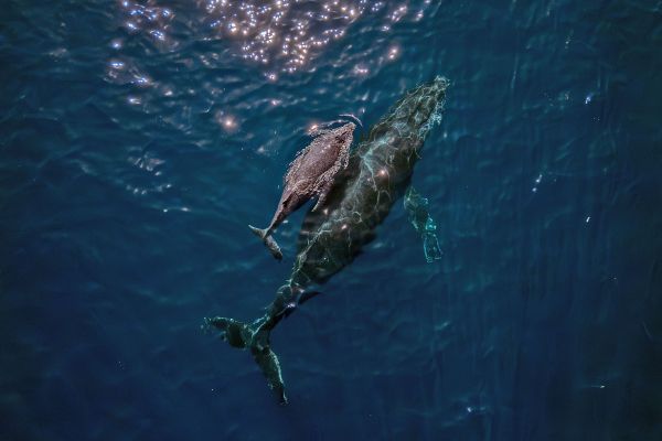 Ces scientifiques qui apprennent à parler la langue des baleines