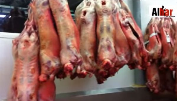 Arnaque au Halal : des milliers de moutons tués avant l’aïd vendus aux bouchers à Rungis | VIDEO