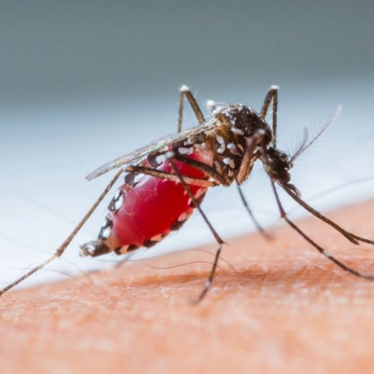 Une experte révèle la raison peu ragoûtante pour laquelle les moustiques sont plus attirés par certaines personnes