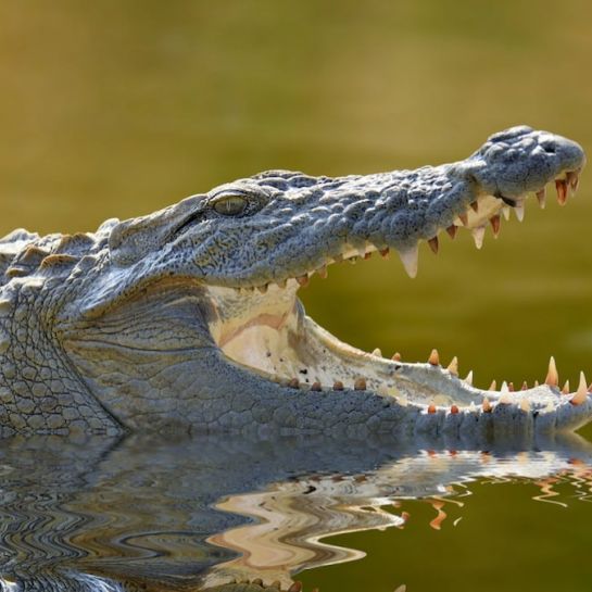 En Inde, une femme a jeté son fils handicapé dans une rivière pleine de crocodiles