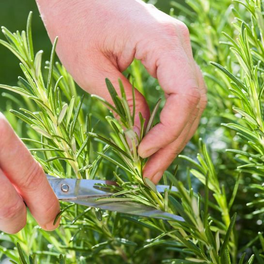 3 astuces pour couper ses herbes aromatiques sans les abîmer