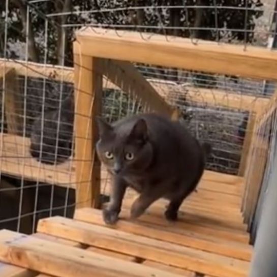Cette Australienne a construit un magnifique enclos extérieur pour ses 11 chats, le résultat est impressionnant