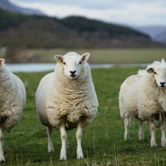 Pour sauver la classe de leurs enfants, ces parents d'élèves inscrivent des... moutons à l'école