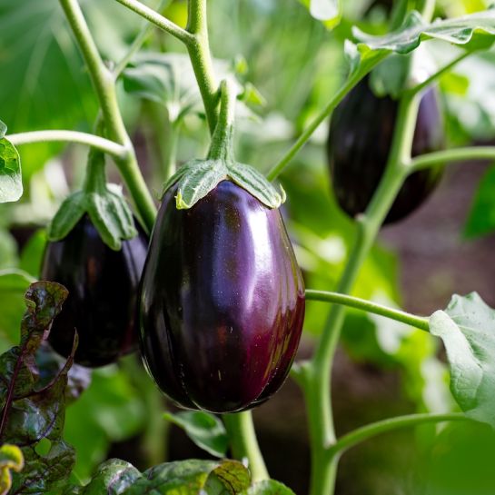 5 conseils pour récolter de nombreuses aubergines au potager