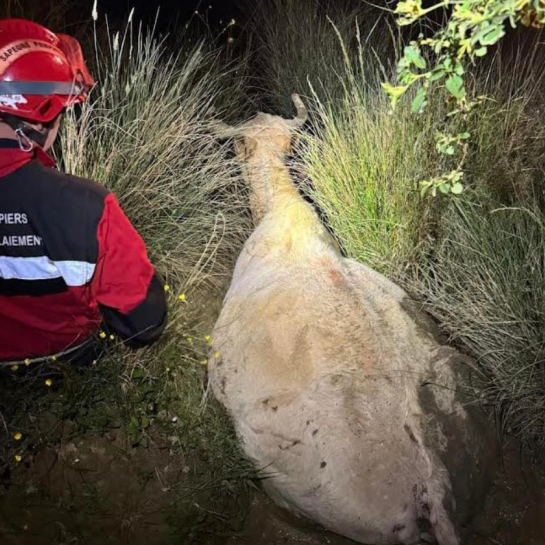 Après des heures d'efforts, des pompiers sauvent la vie d'une vache coincée dans la boue