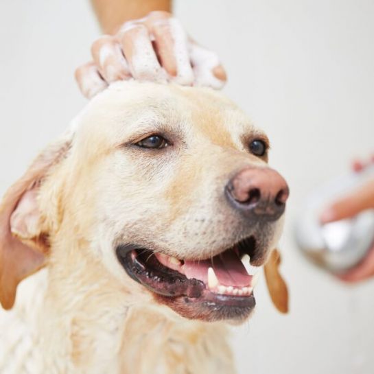 Shampoings naturels faits maison pour chiens et chats