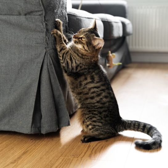 5 astuces efficaces pour empêcher son chat de griffer le canapé ?