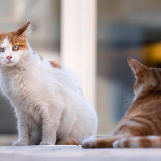 Voici les 5 races de chats qui vivent le plus longtemps
