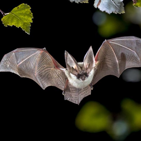 Voici comment faire sortir une chauve-souris qui s’est invitée chez vous
