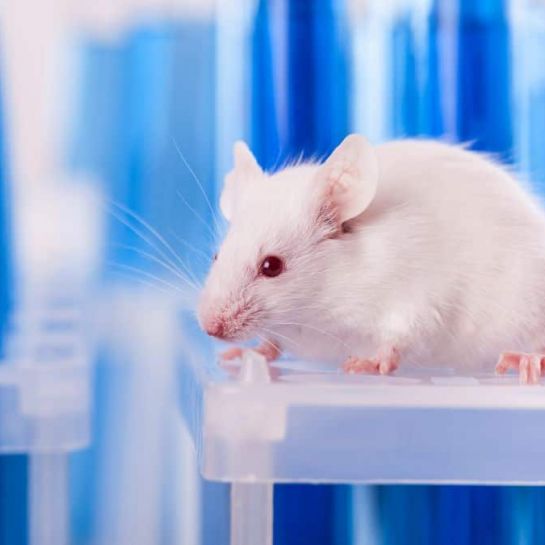 Des chercheurs rendent la peau d’une souris invisible avec ce produit du quotidien