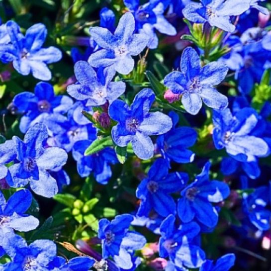 Elle Fleurit des Mois, Couvre le Sol, Ne Demande Rien... Et C'est Sans Doute la Plus Belle Vivace du Moment.