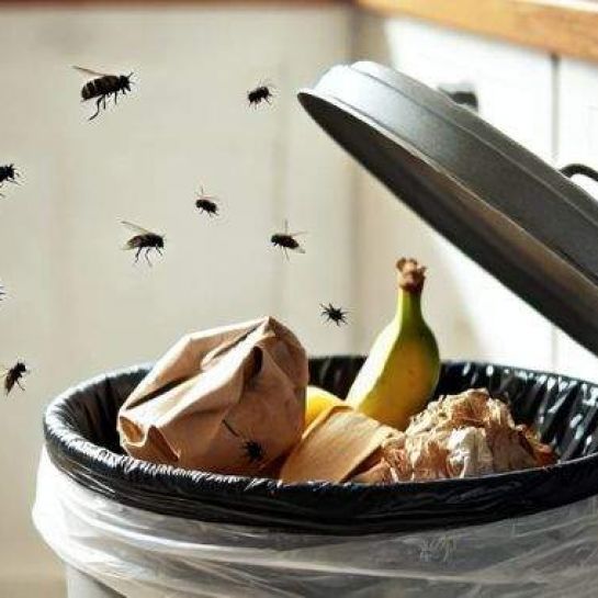 Stop aux mouches dans la poubelle de la cuisine : une astuce toute simple qui marche vraiment grâce à deux épices !