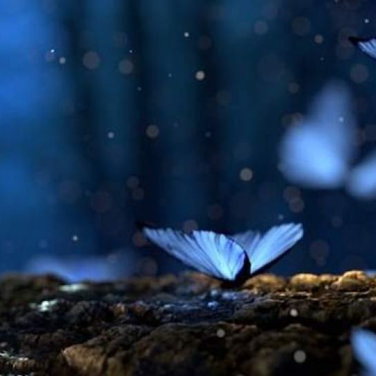 Lorsque vous rencontrez un papillon, l'univers essaye de vous transmettre un message secret