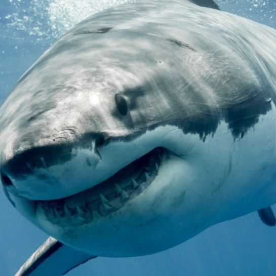 Le plus grand requin blanc du monde a été repéré près des côtes, quel est le risque ?