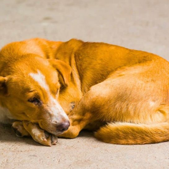 Ce qu’il faut vraiment faire pour signaler une maltraitance animale ou un abandon