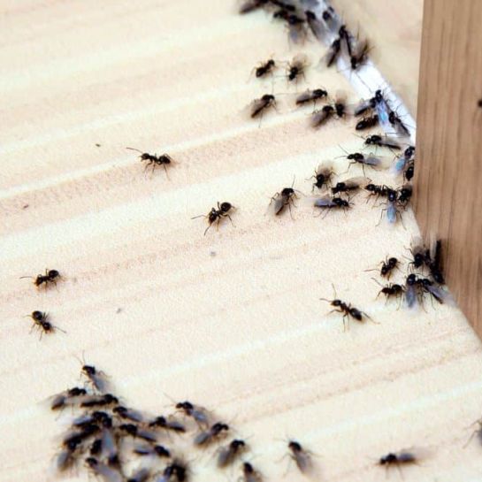 Ces astuces naturelles avec des produits du quotidien pour éradiquer les fourmis