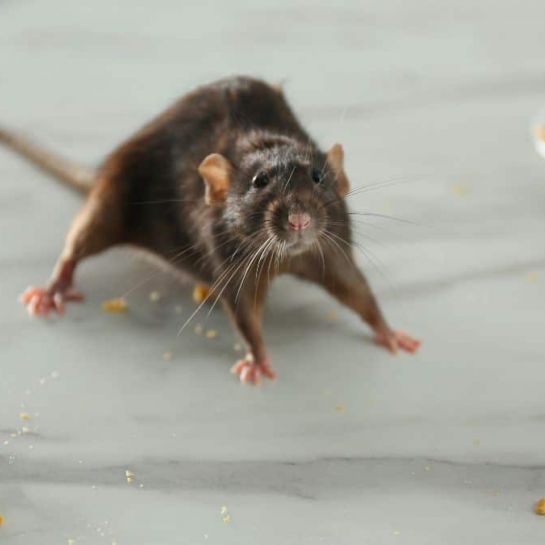 Cette astuce très efficace et redoutable pour se débarrasser des rats en quelques secondes