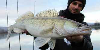 Pêche du sandre en verticale en hiver avec les conseils de Sylvain Galley - 1max2peche