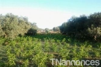 Ferme Adam ref AV775 Hammamet entrée sidi mtir - Ventes immobilières - Nabeul - Hammamet - TNannonces
