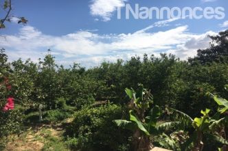 Ferme Les Bougainviliers T515 Hammamet  - Ventes immobilières - Nabeul - Hammamet - TNannonces