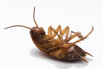Près de 80% des insectes auraient disparu en Europe