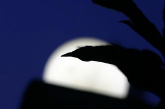 La pleine lune perturbe bien le sommeil