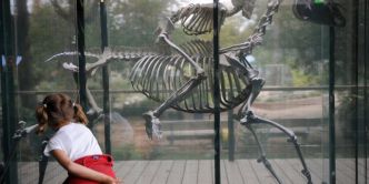 Un crâne du « mastodonte des Pyrénées » au Muséum d'histoire naturelle de Toulouse