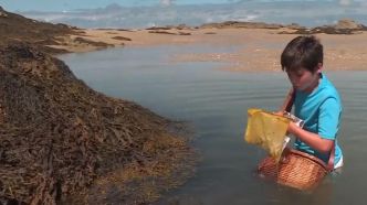 Grandes marées : la pêche de homards