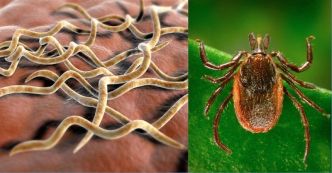 Qu’est-ce que la maladie de Lyme, comment vous protéger et prévenir une infection