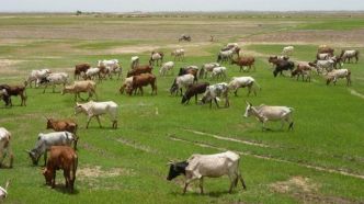 Pastoralisme au Sahel : Un système performant confronté à de multiples défis