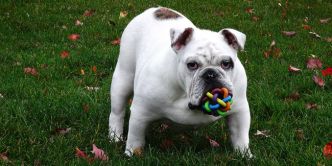 Le bouledogue : races de type bulldog et principales caractéristiques
