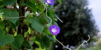 Créer un écran végétal avec des annuelles grimpantes en pot
