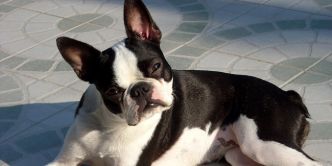 La maladie de Cushing chez le chien : symptômes, traitement et prévention