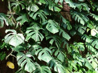 Faux philodendron, <span style="font-style:italic;">Monstera deliciosa</span>