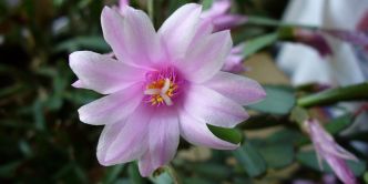 Cactus de Pâques (Rhipsalidopsis gaertneri), différent du cactus de Noël